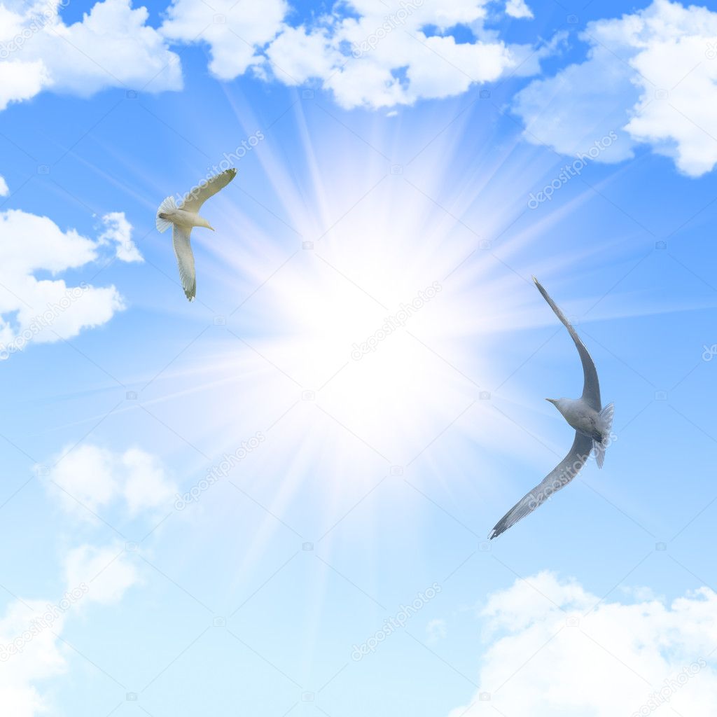 Two seagulls and bright sun