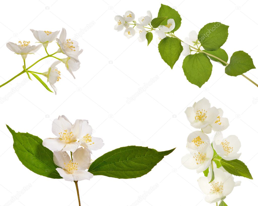 Four jasmin branches with flowers