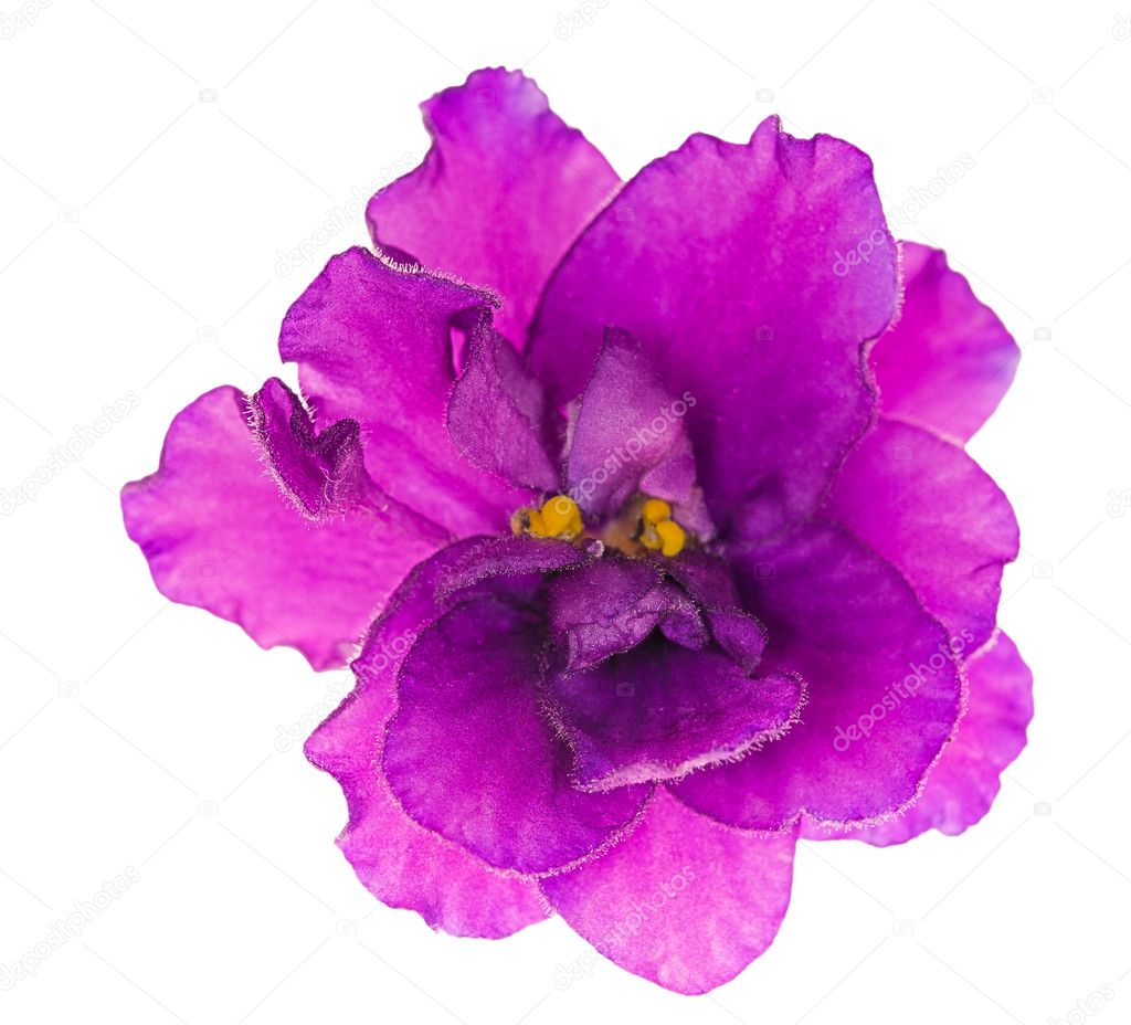 Bright lilac single isolated violet flower