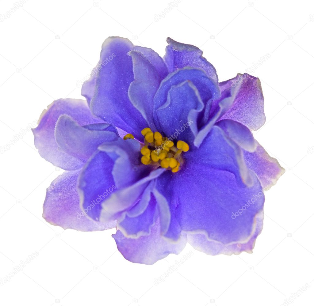 Light blue violet flower on white