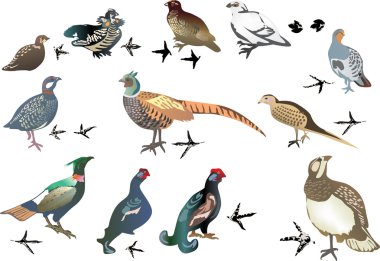 set of gallinaceous birds isolated on white clipart