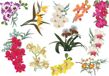 collection of color orchid branches clipart