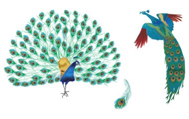 two green peacocks and feather clipart