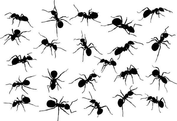 Twenty two ant silhouettes — Stock Vector