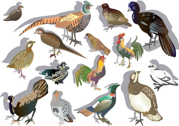 Femton gallinaceous fåglar — Stock vektor