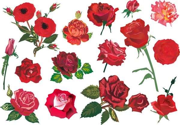 Fifteen red roses collection — Stock Vector