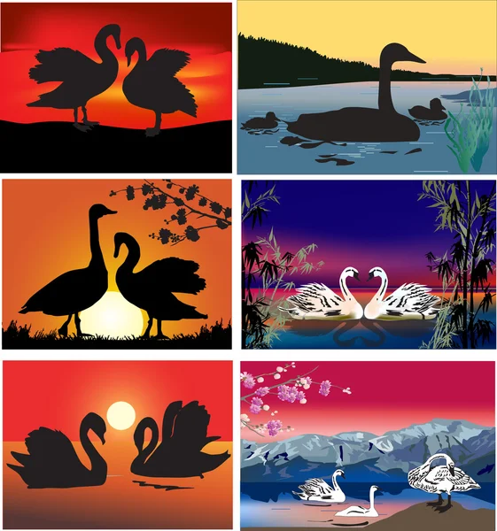 Colección de vida silvestre cisnes — Archivo Imágenes Vectoriales