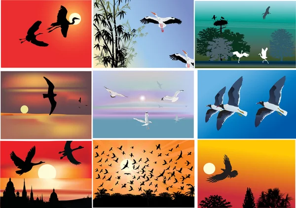 Neuf compositions avec oiseaux volants — Image vectorielle