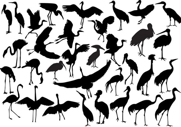 Långa ben fåglar samling isolerade på vit — Stock vektor