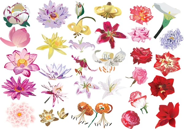 Colección de flores aisladas de lirio y rosa — Vector de stock