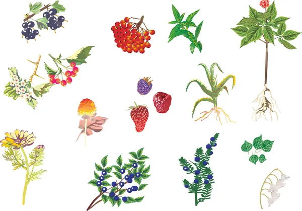 Illustration med medicinalväxter samling — Stock vektor