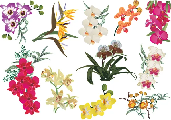 Sammlung farbiger Orchideenzweige — Stockvektor