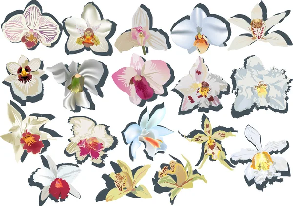 Isolerade vit orchidswith skuggor — Stock vektor