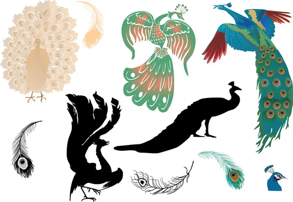 Set of peacocks and its feathers — Stock Vector