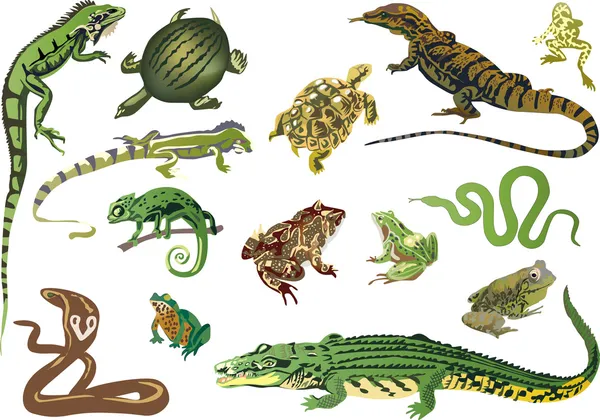 Conjunto de reptiles y anfibios aislados en blanco — Archivo Imágenes Vectoriales