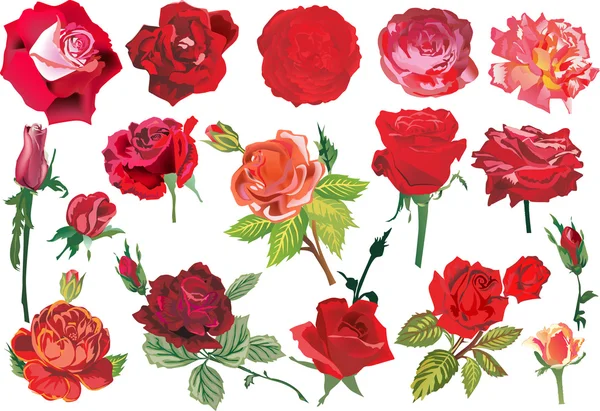 Seventeen red roses collection — Stock Vector