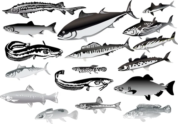 Seventeen grey fishes isolated on white — Stock Vector