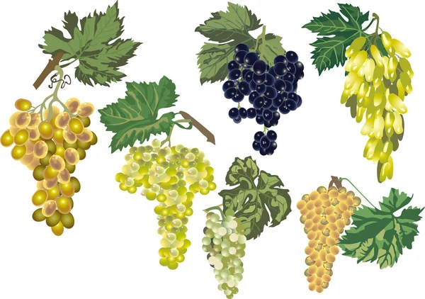 Isolé sur la collection de raisins blancs — Image vectorielle