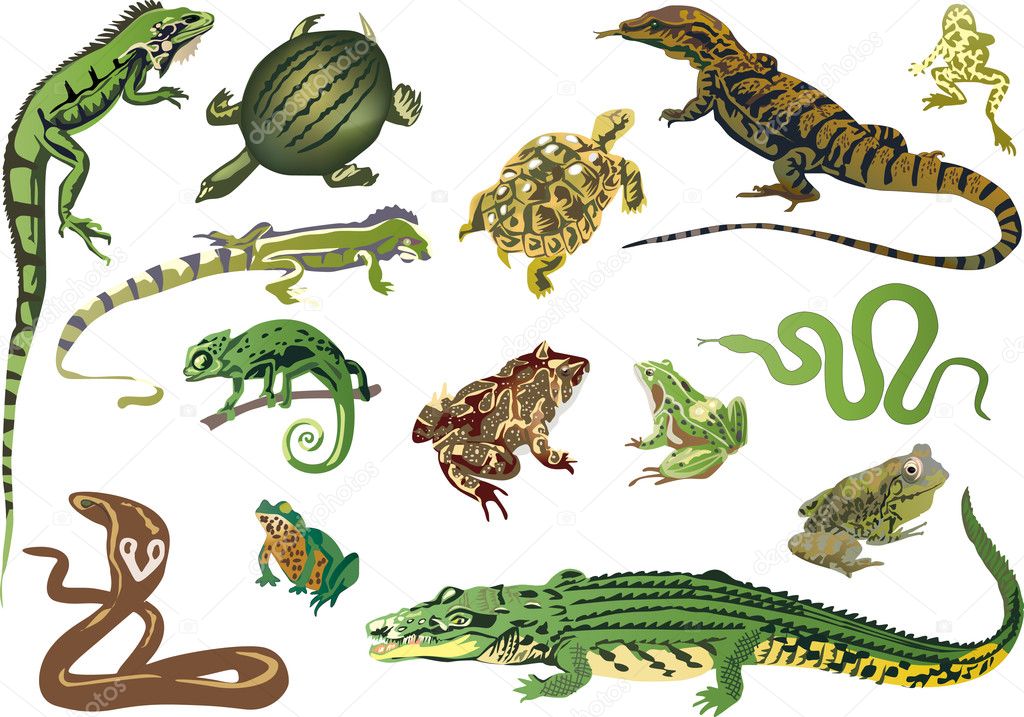 Pictures amphibians to print Set of reptiles and