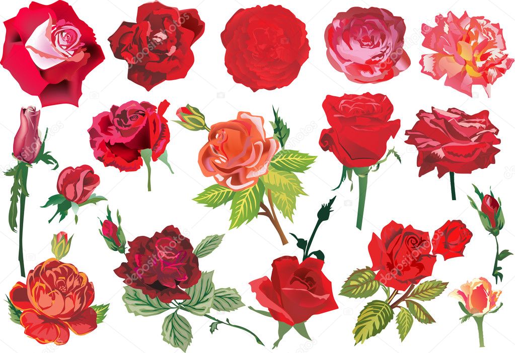 seventeen red roses collection
