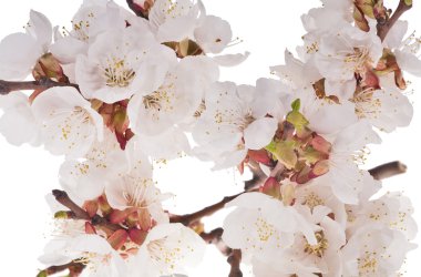 Lot of cherry flowers on white background clipart