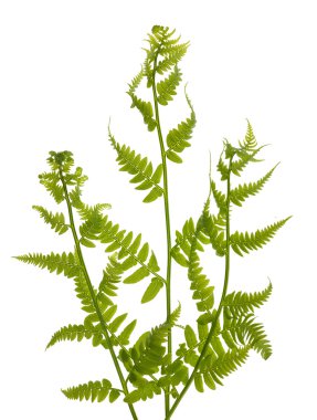 Three green fern branches on white clipart