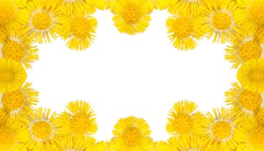 Yellow coltsfoots framer on white clipart