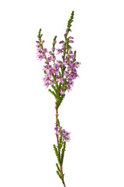 Purple isolated heather branch clipart