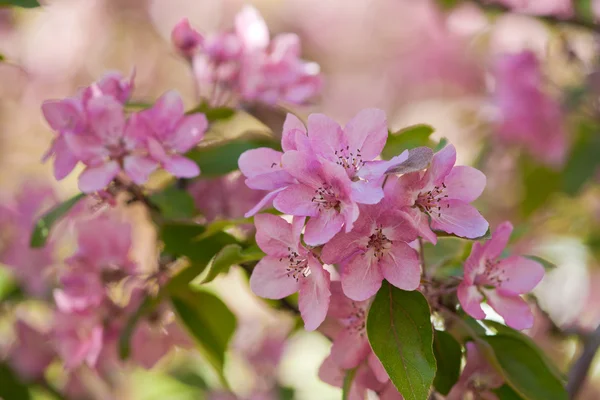 stock image Light background with apple tree flowers