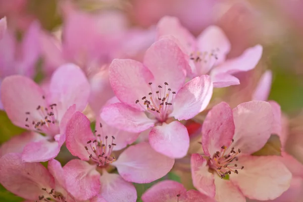 stock image Light pink apple blossom