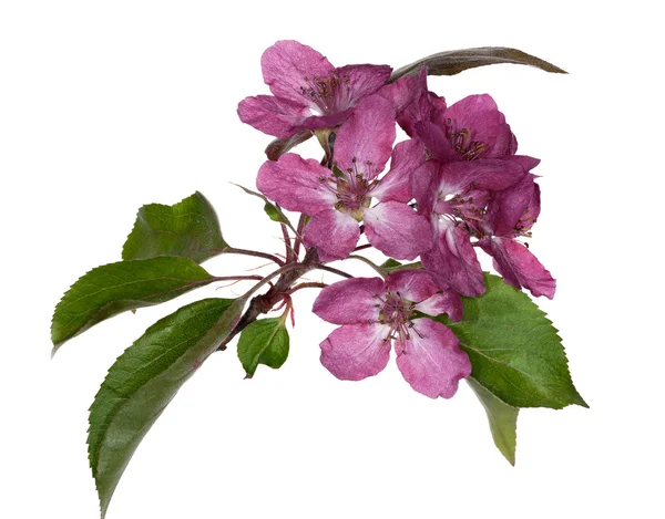 Geïsoleerde apple boomtak roze bloem — Stockfoto