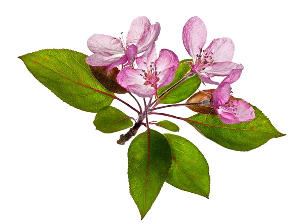 Flores isoladas de macieira rosa — Fotografia de Stock