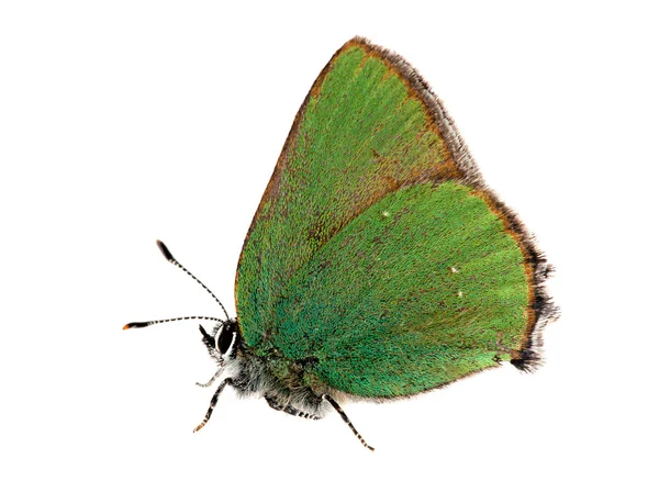 Темно-зелений маленький метелик — стокове фото