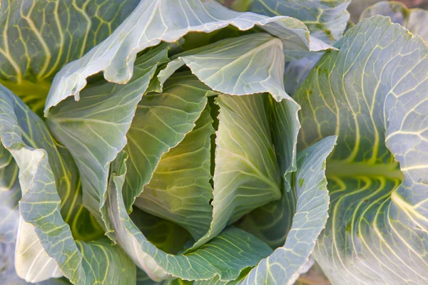 Green cabbage close-up — Stock Photo, Image
