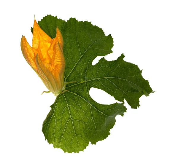 Цветок и лист огурца изолированы на белом — стоковое фото