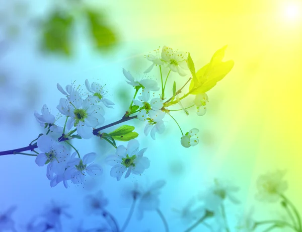 Jarní pozadí s třešňovými květy — Stock fotografie