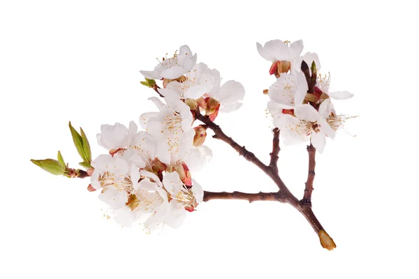 Pequeña rama de sakura aislada —  Fotos de Stock