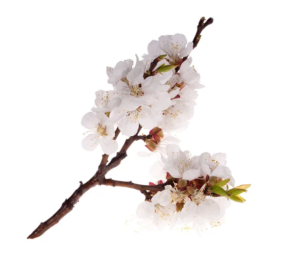 Isolated sakura flowers branch — Stock Photo, Image
