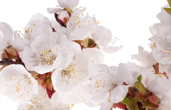 Un sacco di fiori di ciliegio primo piano — Foto Stock