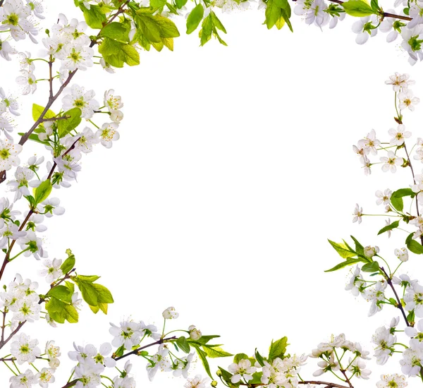 Cherry-tree flowers isolated frame — Stock Photo, Image