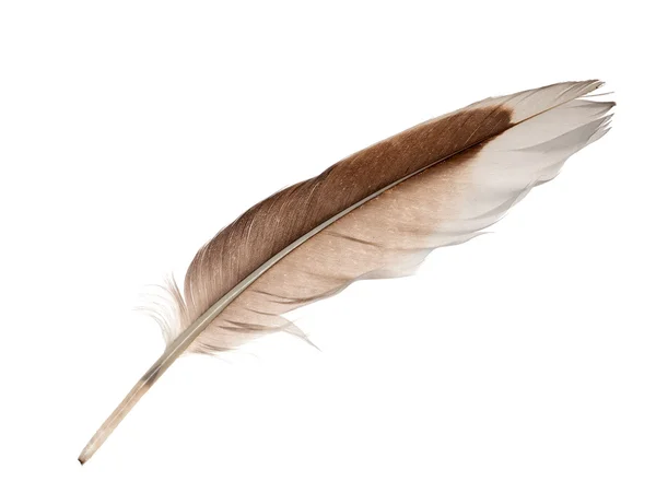 白と茶色のガチョウの羽 — ストック写真