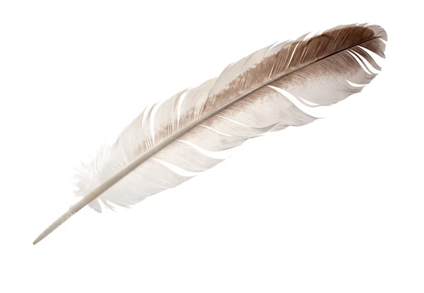 Brown and white goose feather — Stock Photo, Image