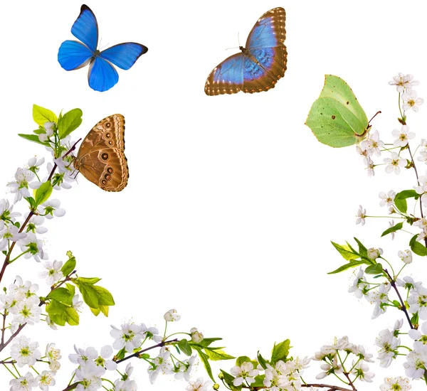 Белые цветы полурамка и бабочки — стоковое фото