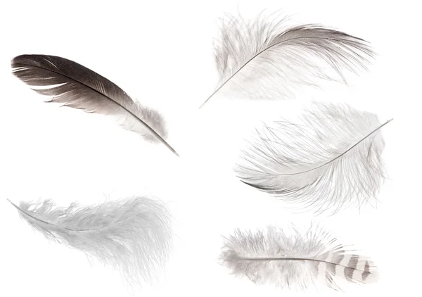 Набор из пяти изолированных перьев — стоковое фото