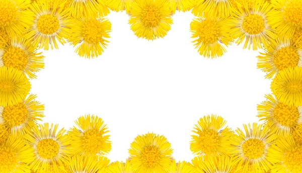 Žlutá coltsfoots rámař na bílém pozadí — Stock fotografie