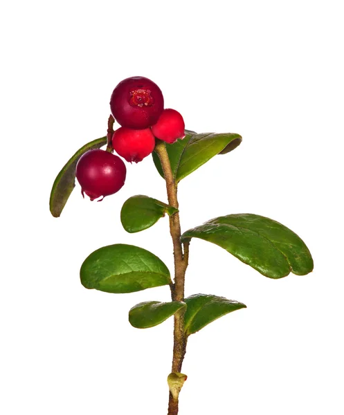 Branch with four cowberries — Stock Photo, Image