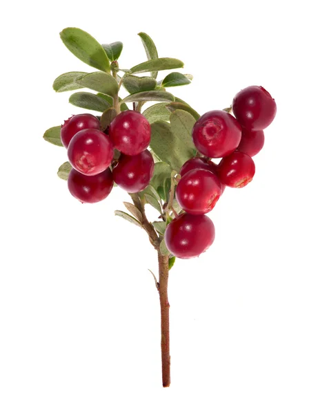 Isolated branch with big cowberries — Stock Photo, Image