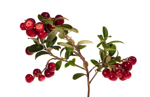Isolated branch with lot of cowberries — Stock Photo, Image