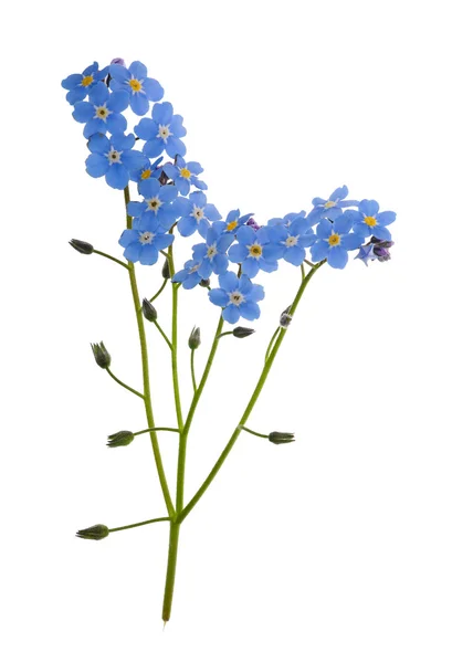 Dimenticami, non fiori blu isolati — Foto Stock