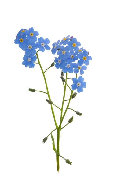 Niezapominajka na białym tle niebieski kwiaty — Zdjęcie stockowe